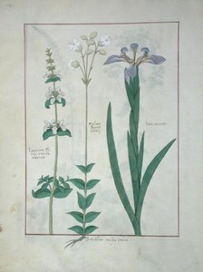 Ms Fr. Fv VI＃1 fol.115v Lamium AlbumまたはWhite Dead Nettle、Melandryon、およびIris Minor、Mattheaus Platearius（dc1161）c.1470によるThe Book of Simple Medicinesのイラスト 作： Robinet Testard